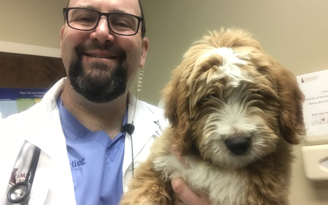 Vet Care Fund helps first 10 animals