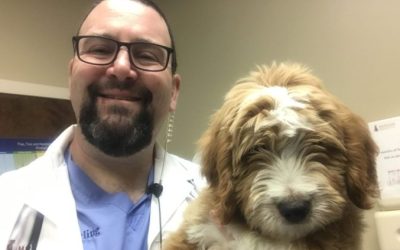 Vet Care Fund helps first 10 animals