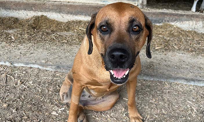 Dog on farmyard with amputated leg