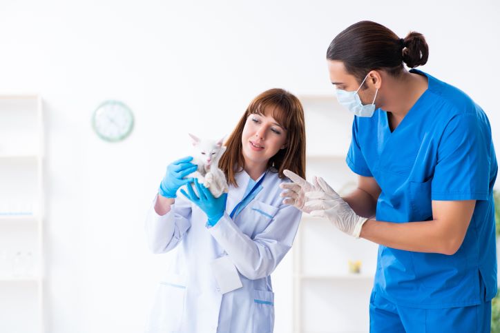 Fun dog and veterinarian