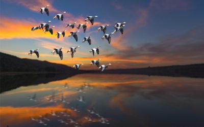 WNY Elects 2022 Officers