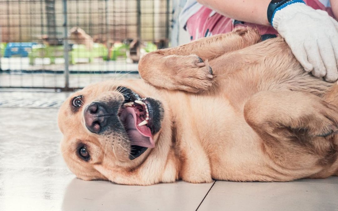 Shelter Medicine Resources for Veterinarians