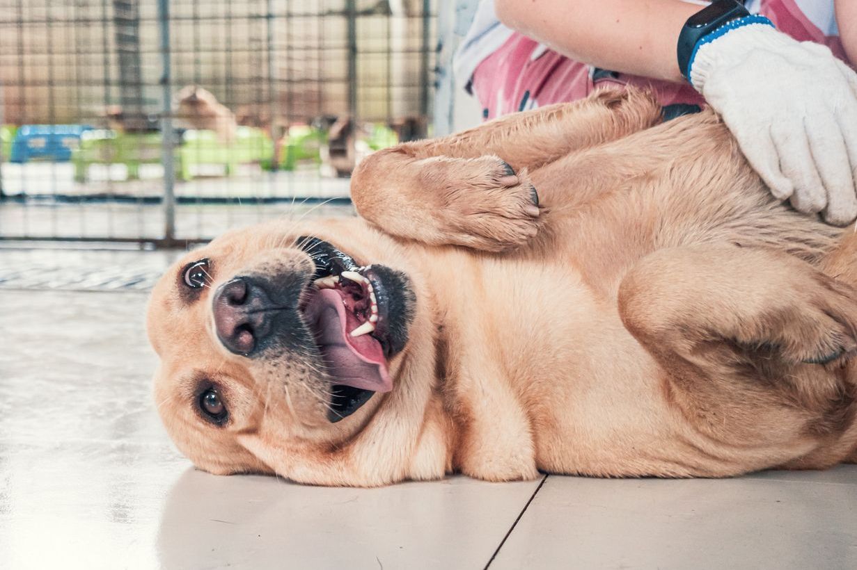 Dog in shelter having tummy rubbed