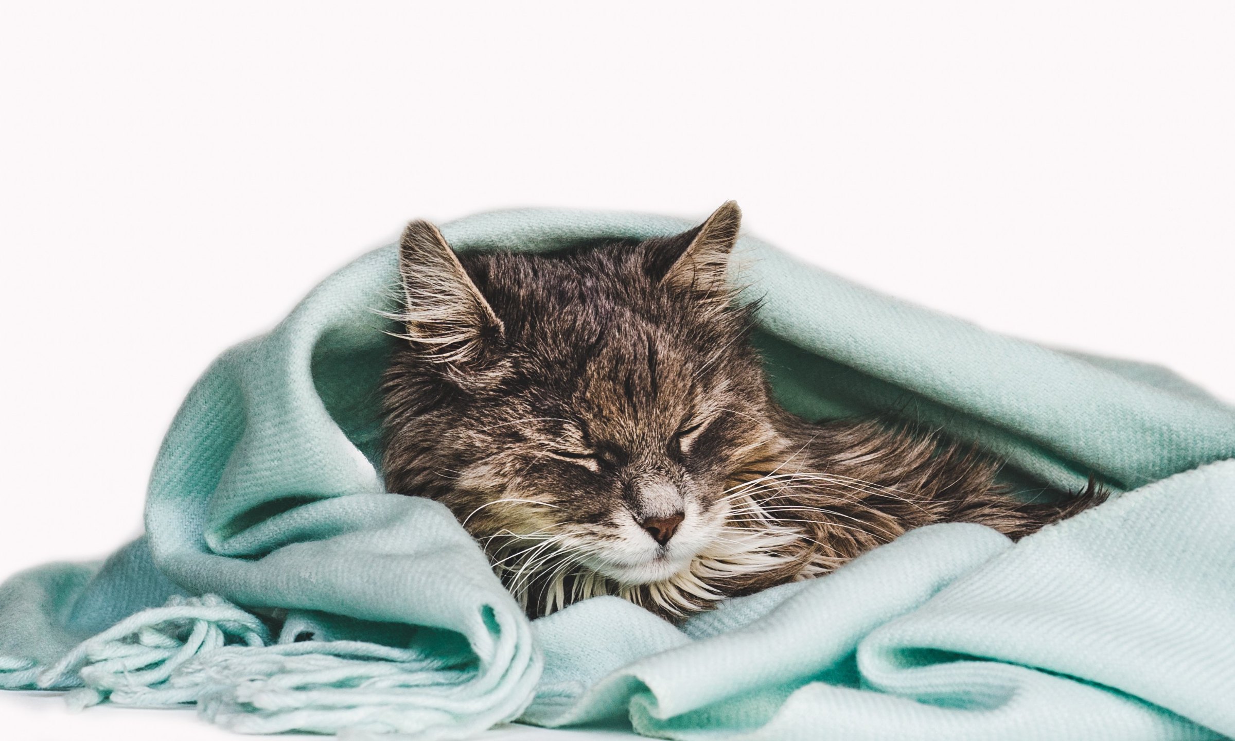 A senior tabby cat resting wrapped in a pale green blanket
